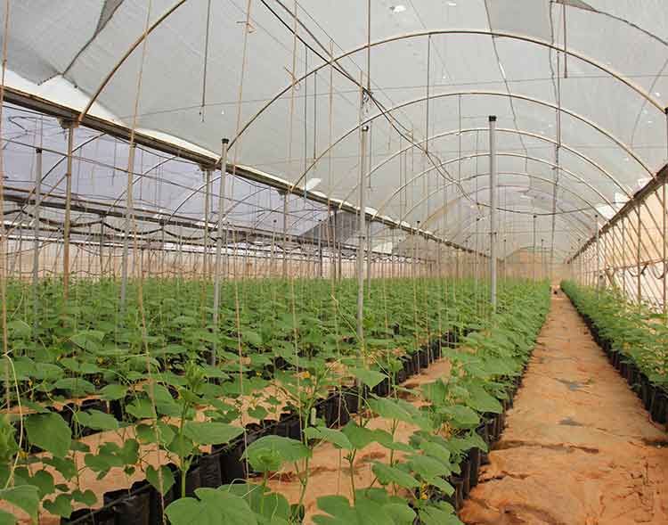 Gopalan Organics